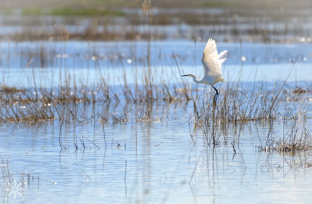 Snowy Egret, Weber Bay, Great Salt Lake