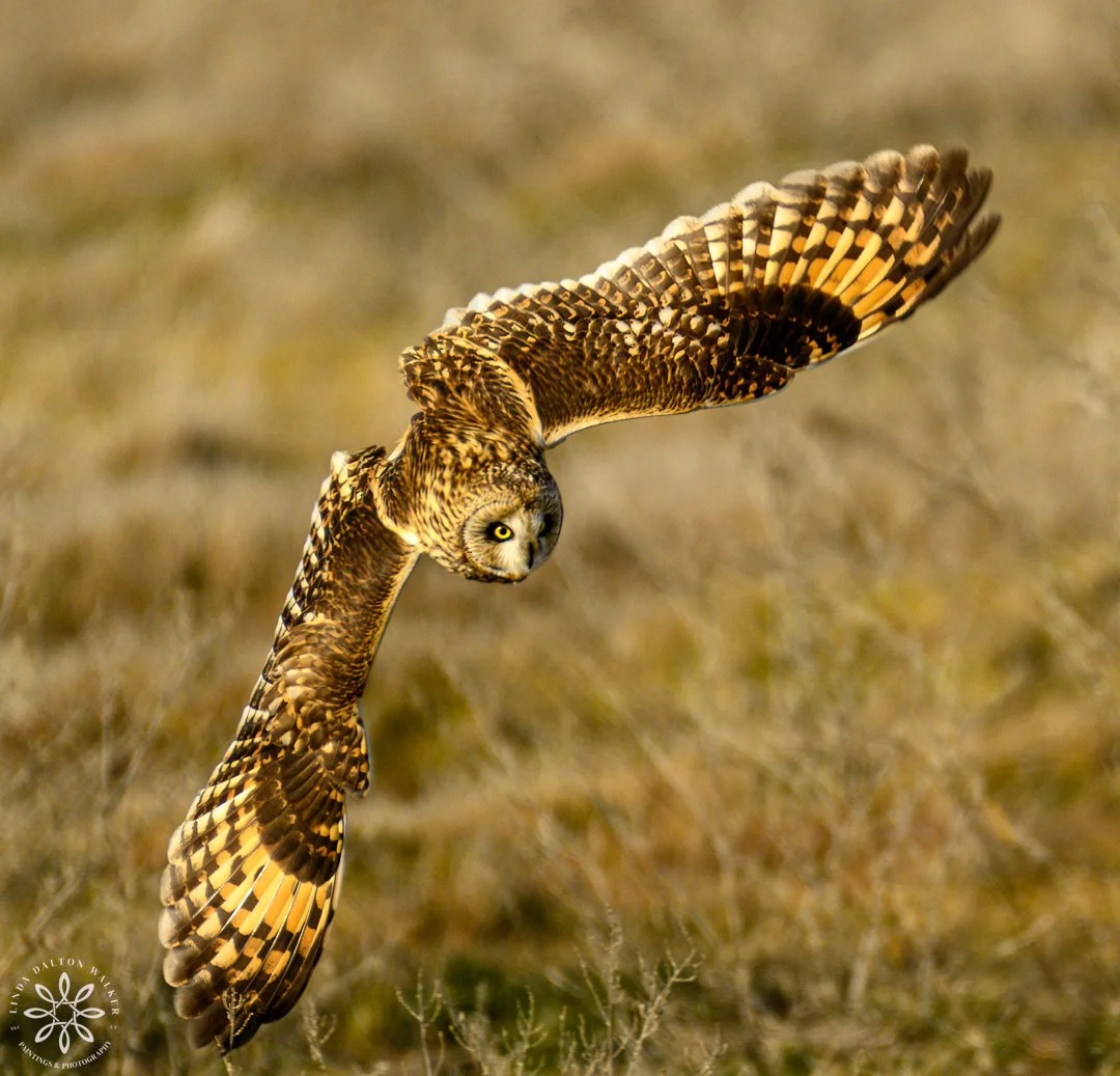 Short Eared Owl, Great Salt Lake
