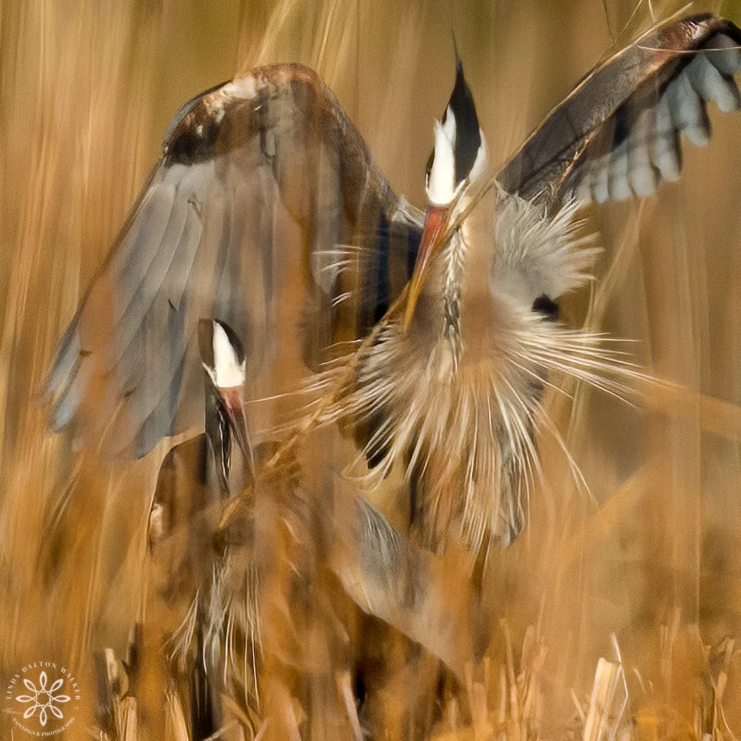Great Blue Heron, Nest Building
