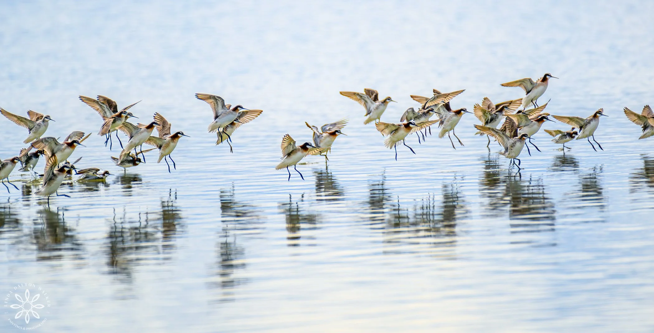 Red-Necked Phalaropes, Dancing on the Water
