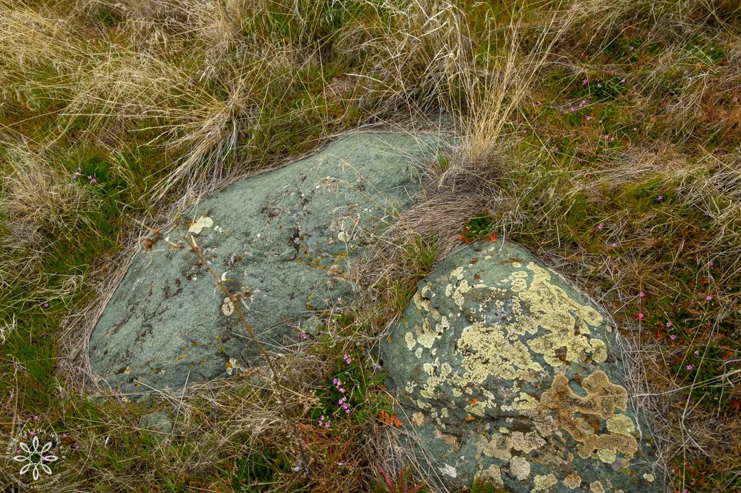 110 Fremont Island, March 14, 2026.jpg