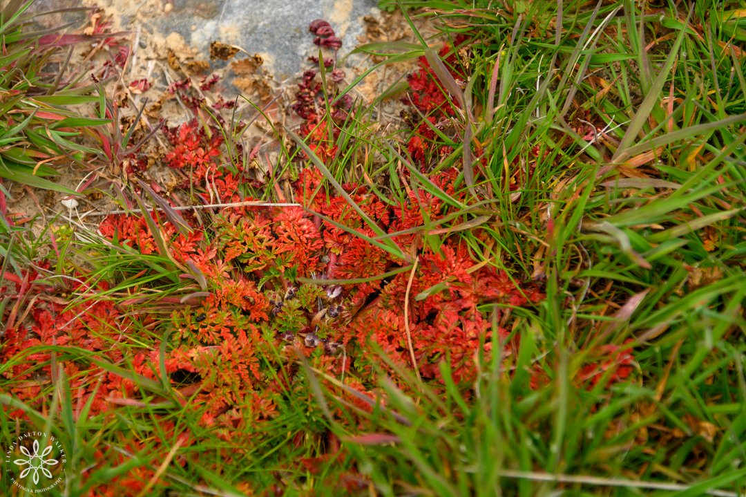 84 Fremont Island, March 14, 2026-Edit.jpg