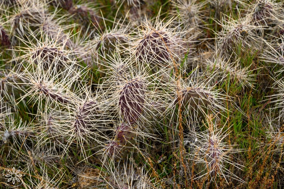 54 Fremont Island, March 14, 2026.jpg