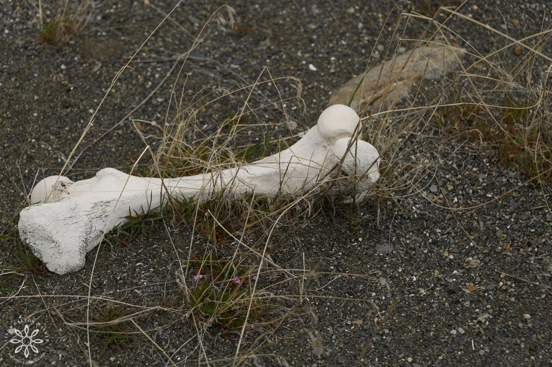 141 Fremont Island, March 14, 2026.jpg