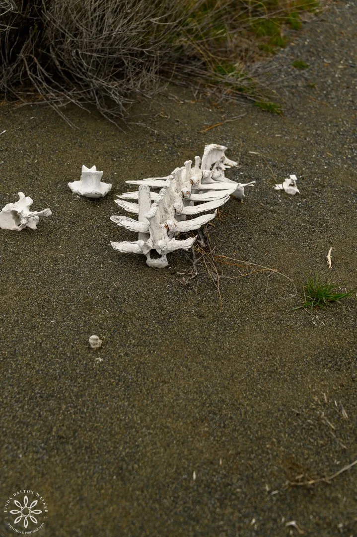 134 Fremont Island, March 14, 2026.jpg