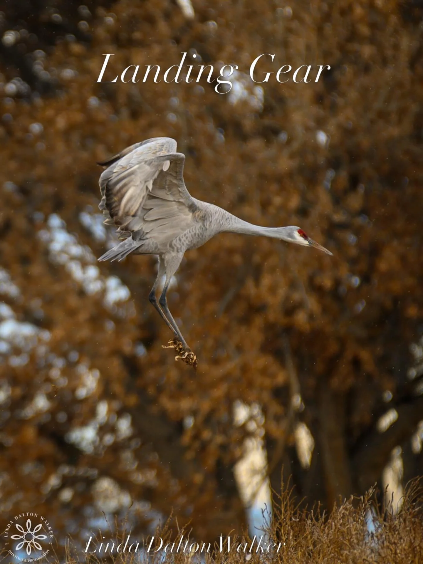 Do you love Sandhill Cranes as much as I do? The beauty and strength of the Sandhill Crane as they land is simply astounding. 
I photographed this powerful bird using my Nikon Z8 with a 500mm lens, so I could zoom in and capture sequences of it landi