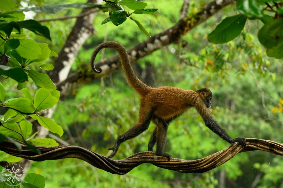 Spider Monkey, Ateles, Costa Rica