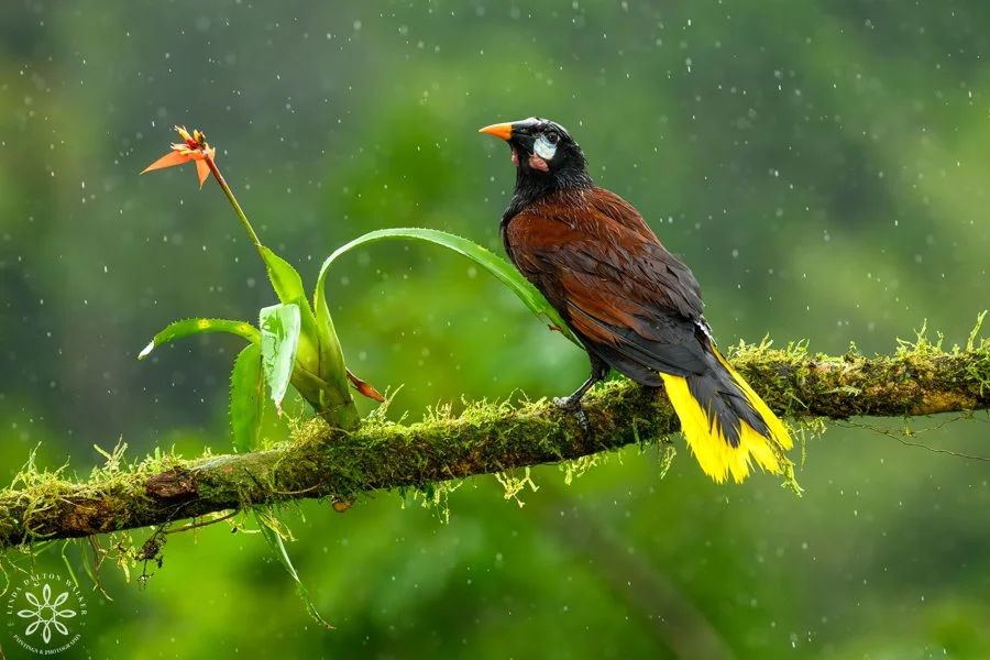 Montezuma Oropendola, Psarocolius montezuma, Costa Rica, Perched in Rain