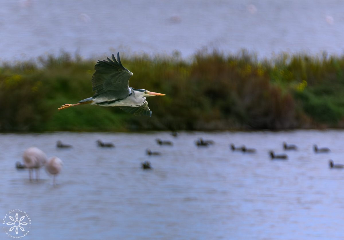 Great Blue Heron, Sicily, Italy