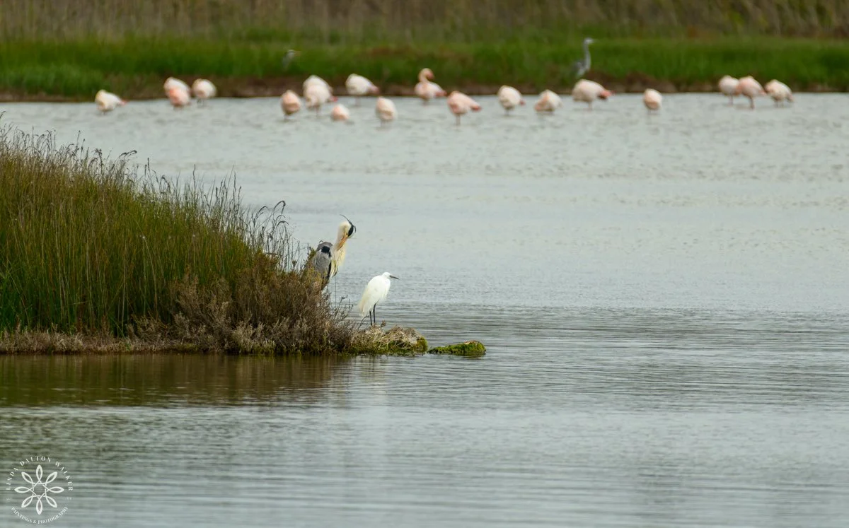 Great Blue Heron and Little Egret on  shore of wetland, Sicily, Italy