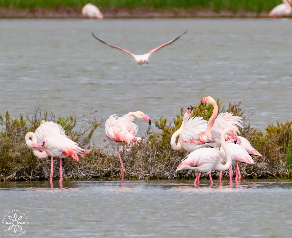 Greater Flamingos, group interactions, Sicily, Italy