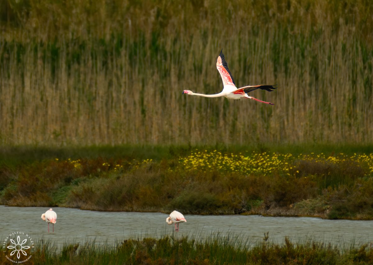  A Greater Flamingo taking flight in the Vendicari Reserve. Utah Wildlife photographer, fine art Linda Dalton Walker.  