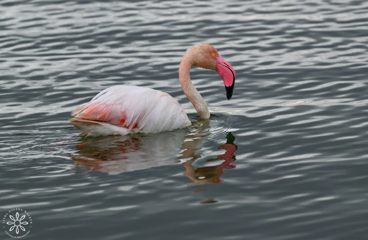 Greater Flamingo floating by, Sicily, Italy