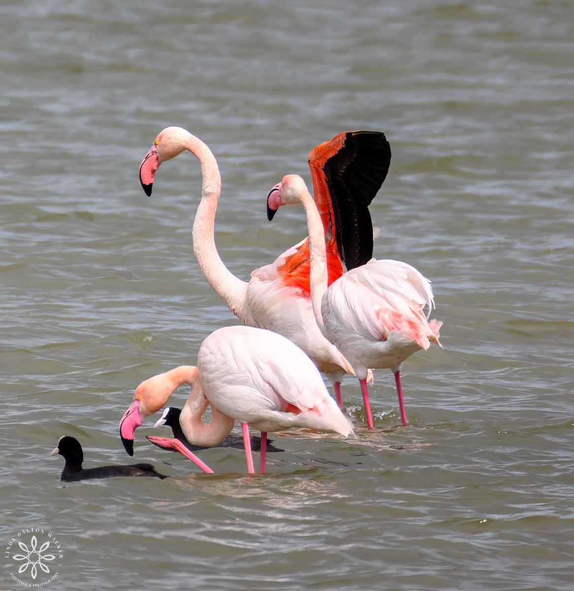 Greater Flamingos, Getting flustered