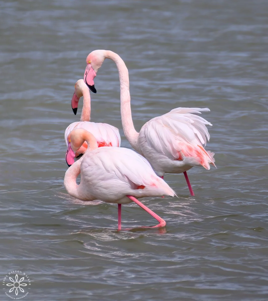 Three Greater Flamingos, Sicily, Italy