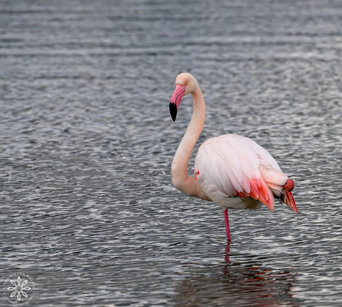 Greater Flamingo, Standing on one Leg, Sicily, Italy