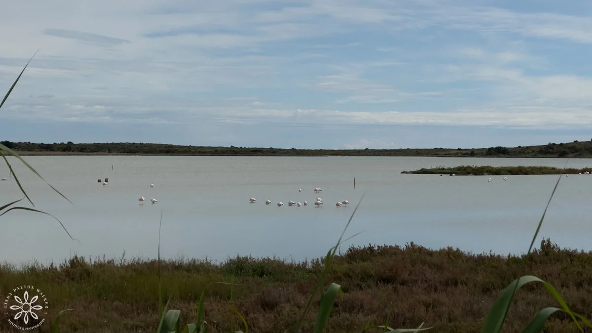 Greater Flamingos with Cell phone