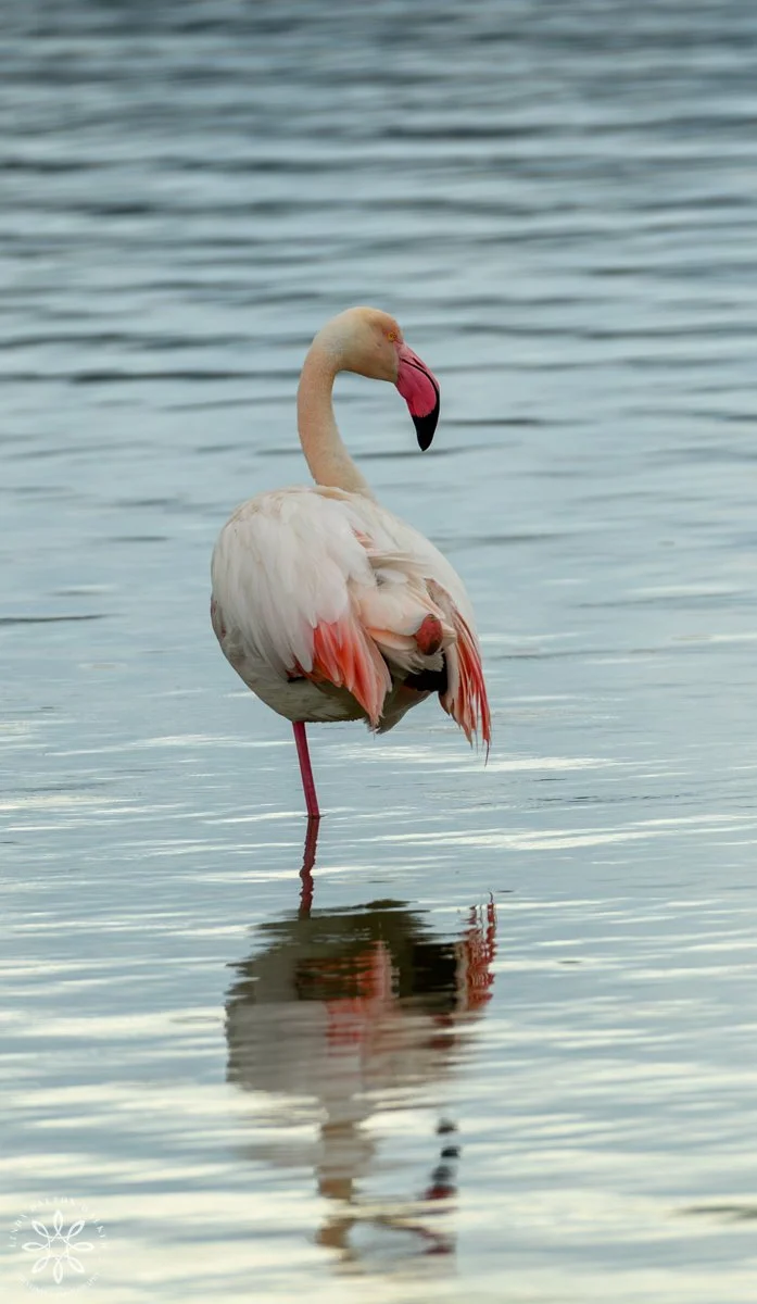 Greater Flamingo, One leg stand, Sicily, Italy