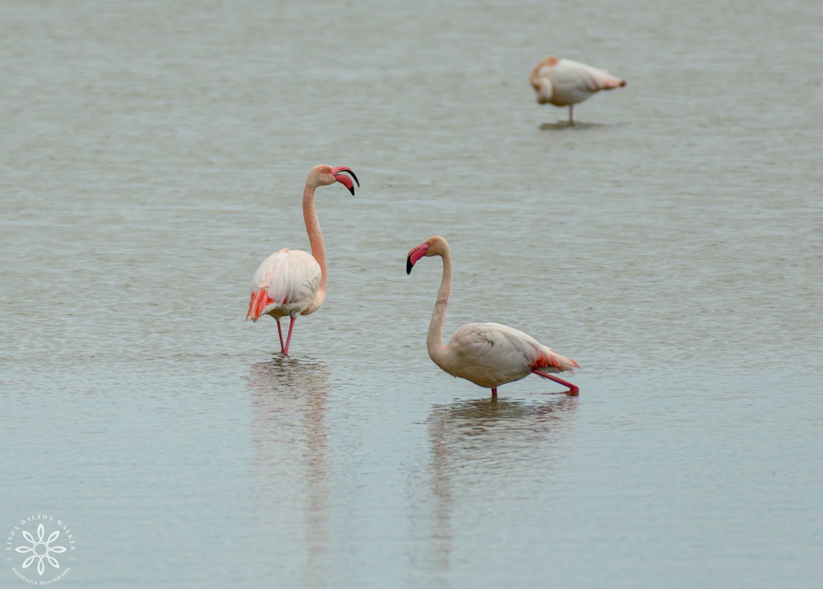 Two Greater Flamingos in Conversation