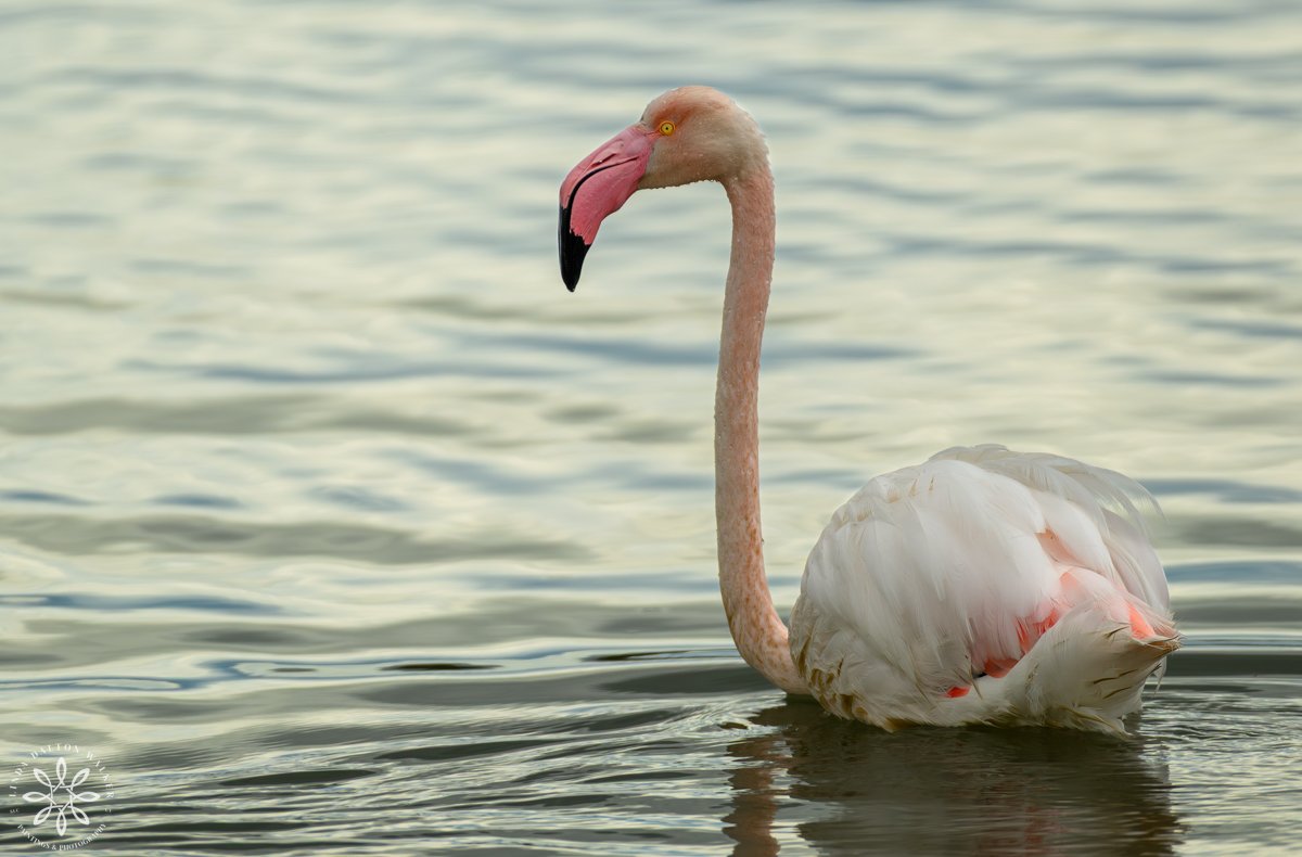Greater Flamingo Swimming, Sicily, Italy