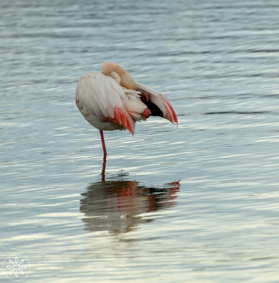 Greater Flamingo, Grooming, Sicily, Italy