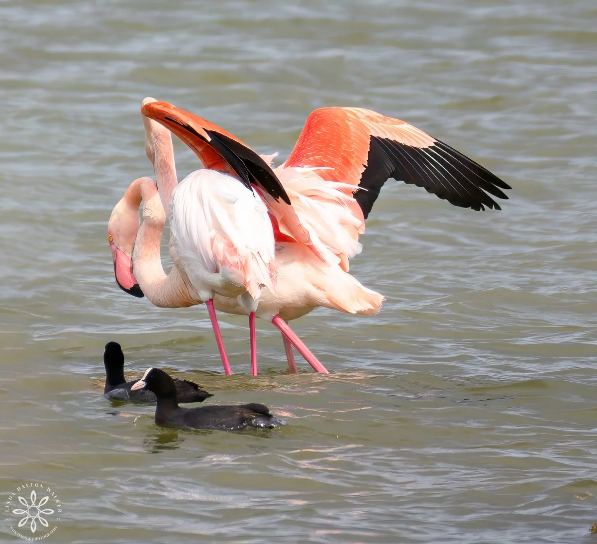 Greater Flamingo Pair, Sicily, Italy