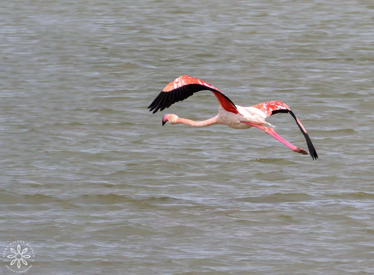Greater Flaming in flight, Sicily, Italy