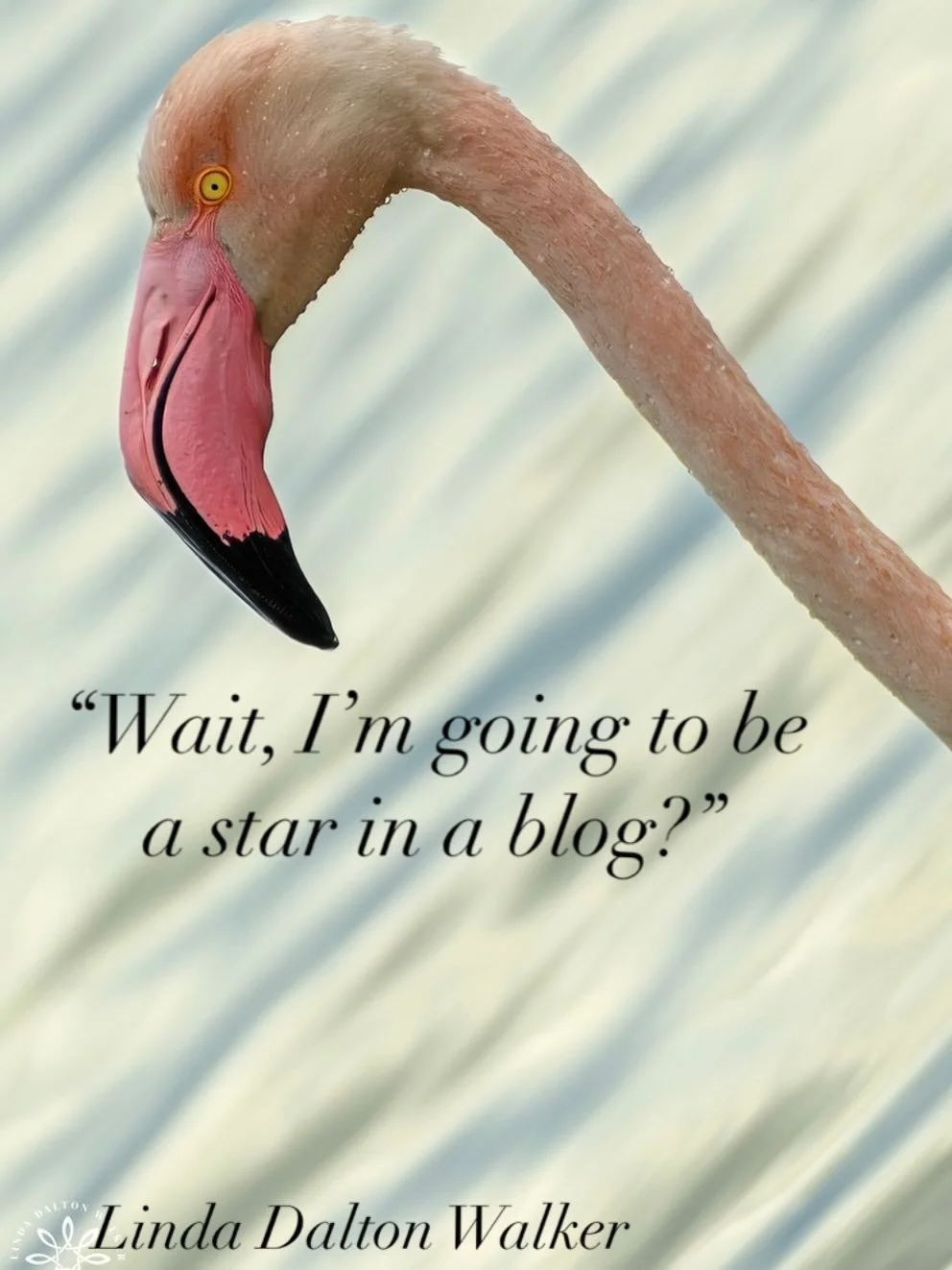 When I went to Sicily, Italy earlier this month, besides celebrating my birthday with three dear friends, I hoped to be able to photograph the Greater Flamingos and the White Storks. I was able to find both. I was a little early in the season for the