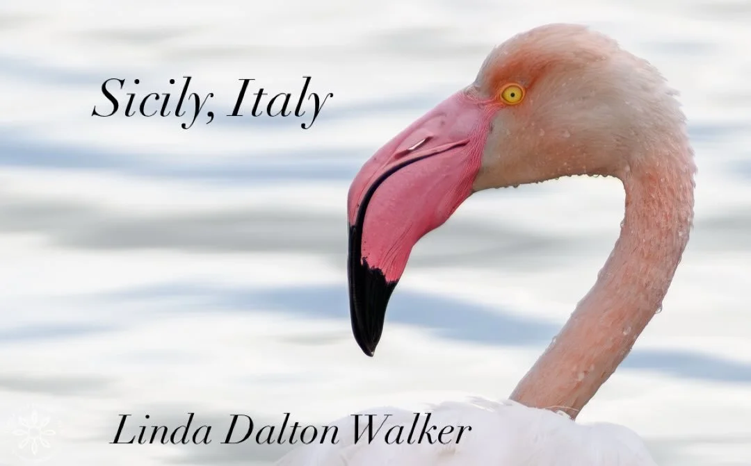 New blog about photographing the Greater Flamingo in Sicily, Italy now on my website under blogs. I will put the link in my story.
I have wanted to photograph the Greater Flamingos for a very long time, and they were going to be in Sicily during my b