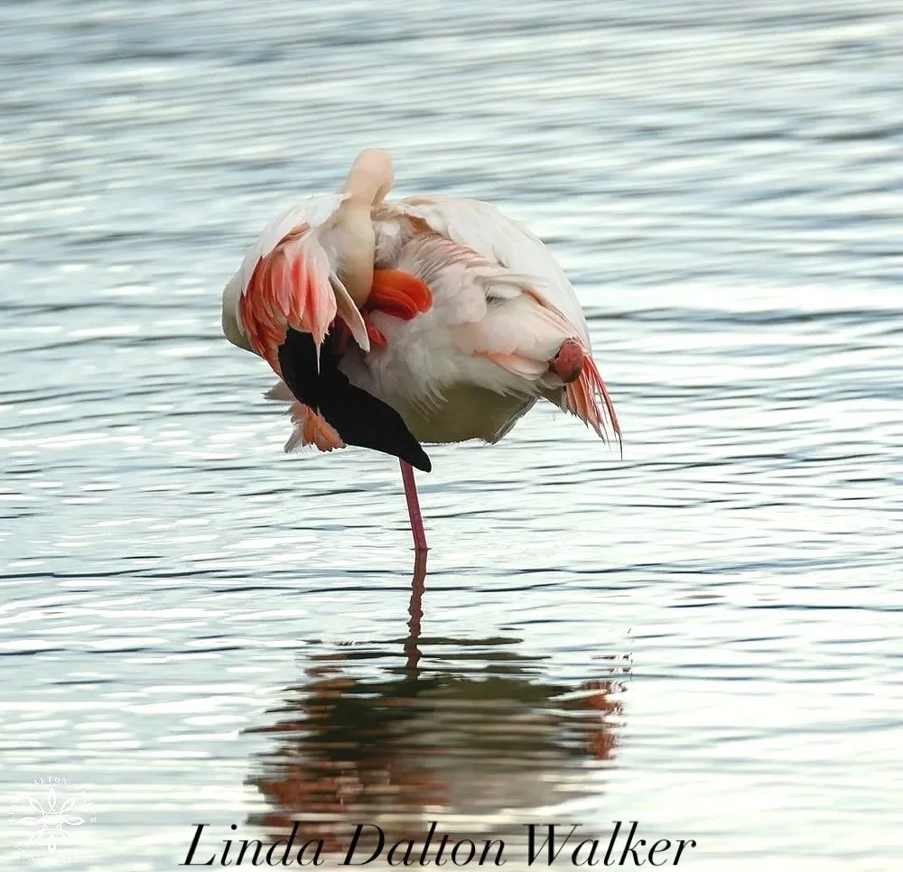 On my recent trip to Sicily, Italy I was thrilled and humbled to be able to photograph the magnificent Greater Flamingos. Do we take birds for granted? Ponder what our life would be like without birds. 
The Greater Flamingos stand on one leg to help 