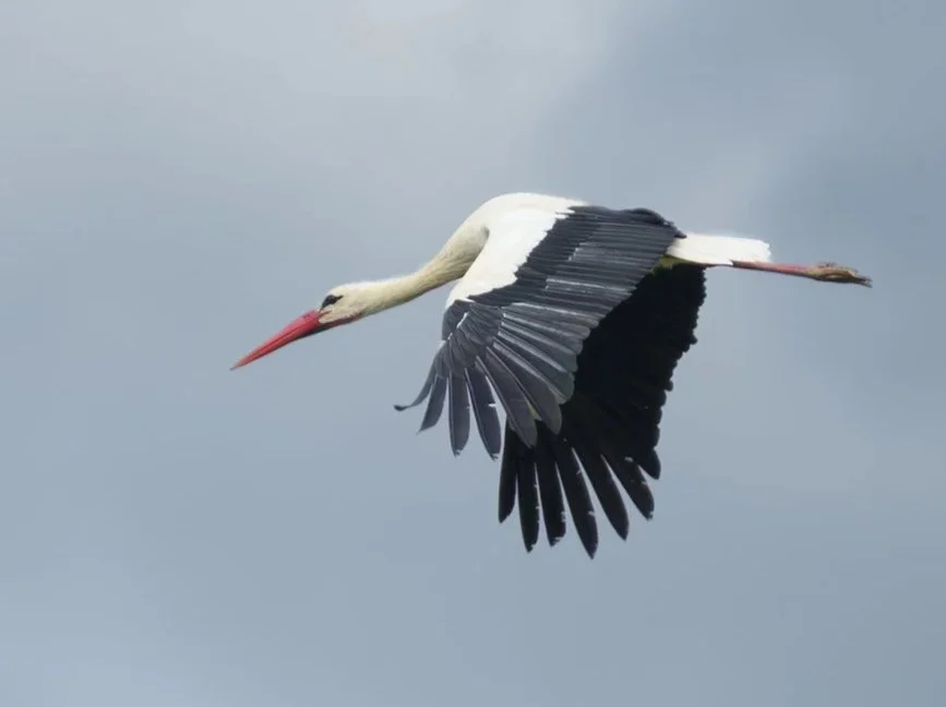 White Storks of Geloi Reserve | Sicily, Italy