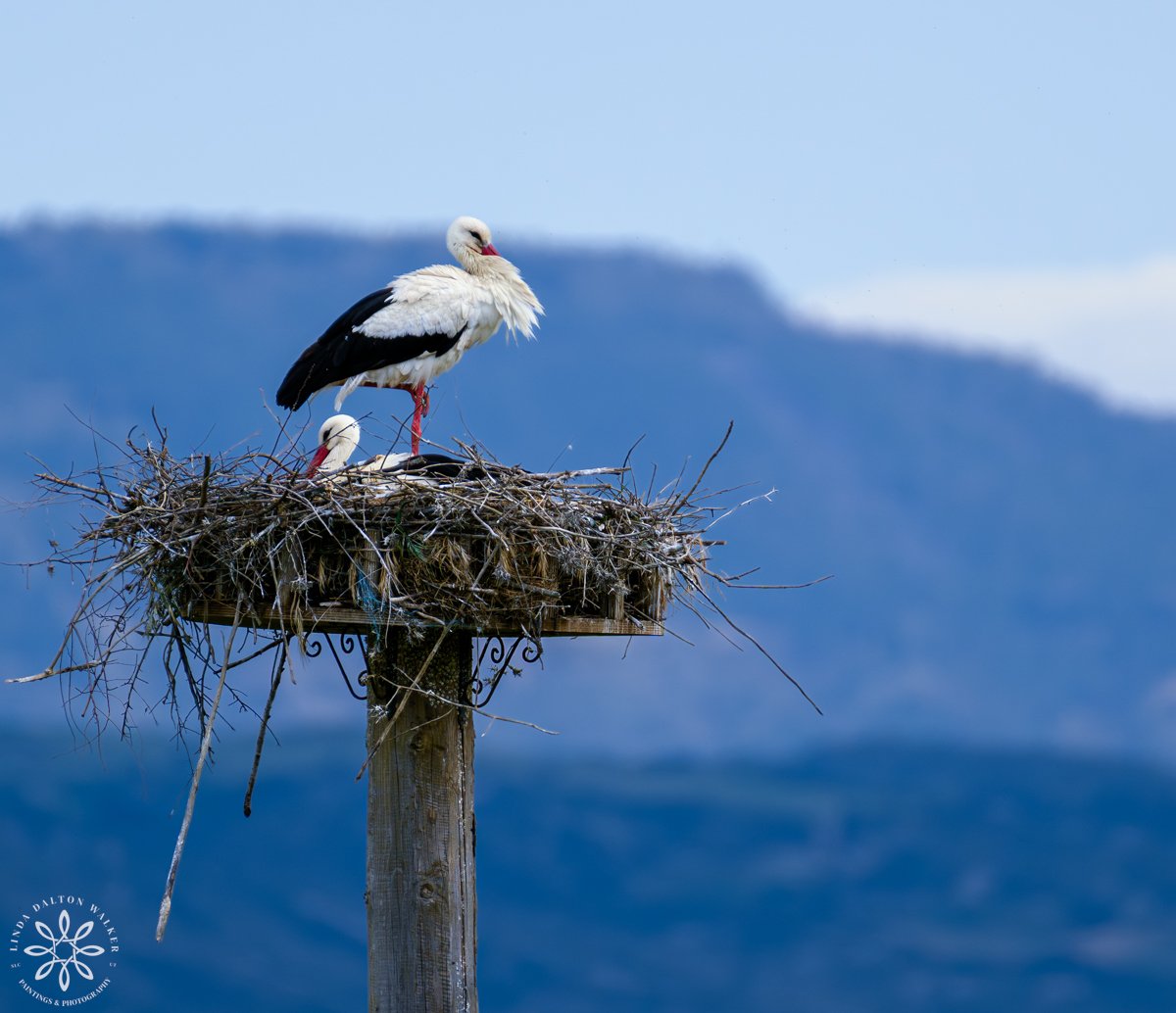 White Stork pair on nest
