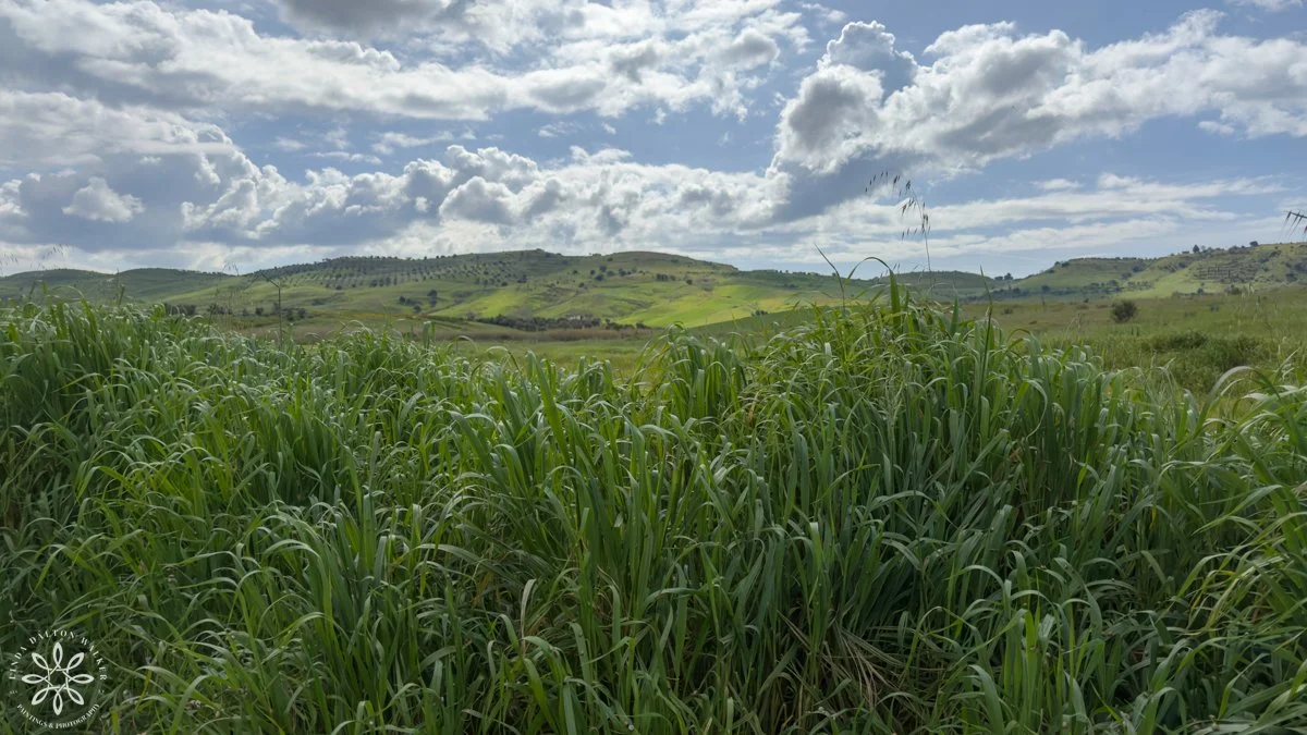 Geloi Nature Reserve
