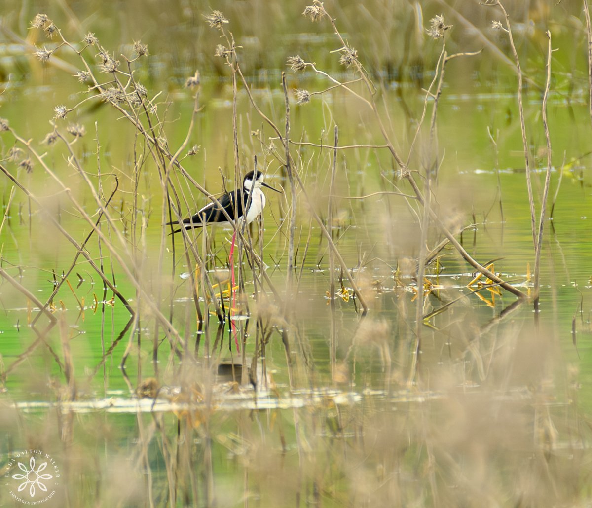 Black Winged Stilt in Wetland, Sicily, Italy