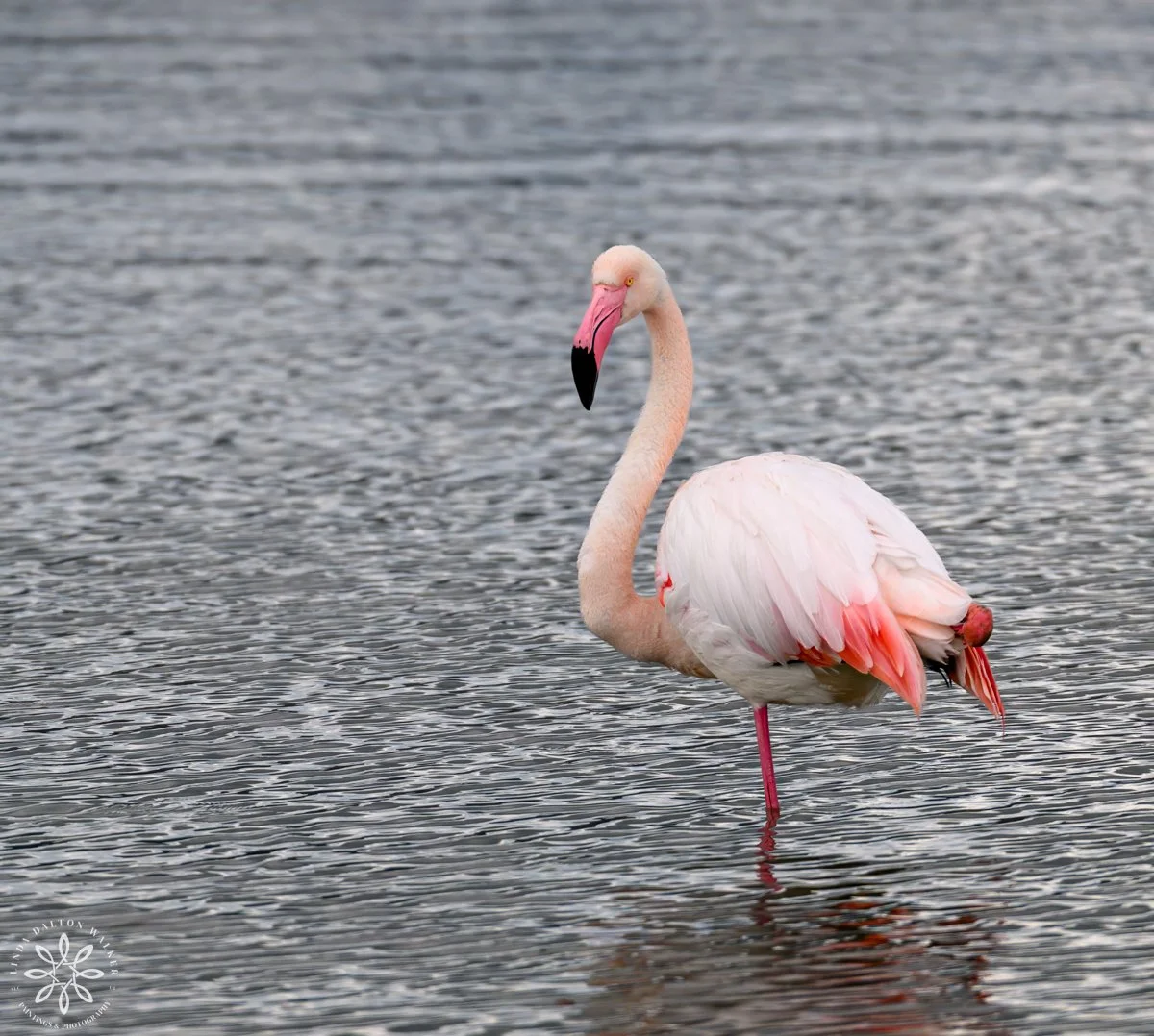 One Legged Stance, Greater Flamingo
