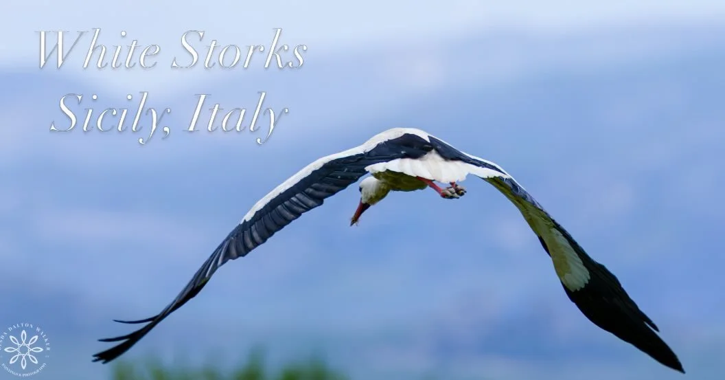 &ldquo;Protection of free-living wildlife and their habitats, and the preservation of species diversity, is a generational sponsorship obligation.&rdquo; 

- Geloi Nature Private Reserve.

On my recent trip to Sicily we had the opportunity to visit t