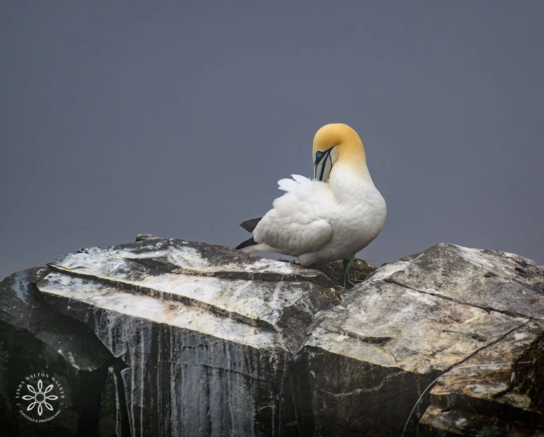 Northern Gannet Grooming in the Fog