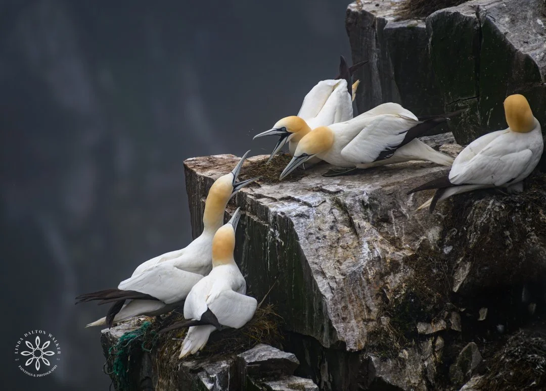 Northern Gannets Arguing