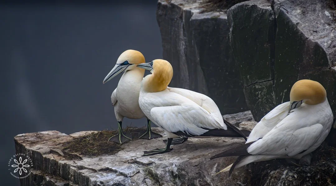 Finding the Quiet in the Chaos: Isolating the Frame in a Newfoundland Gannet Colony 