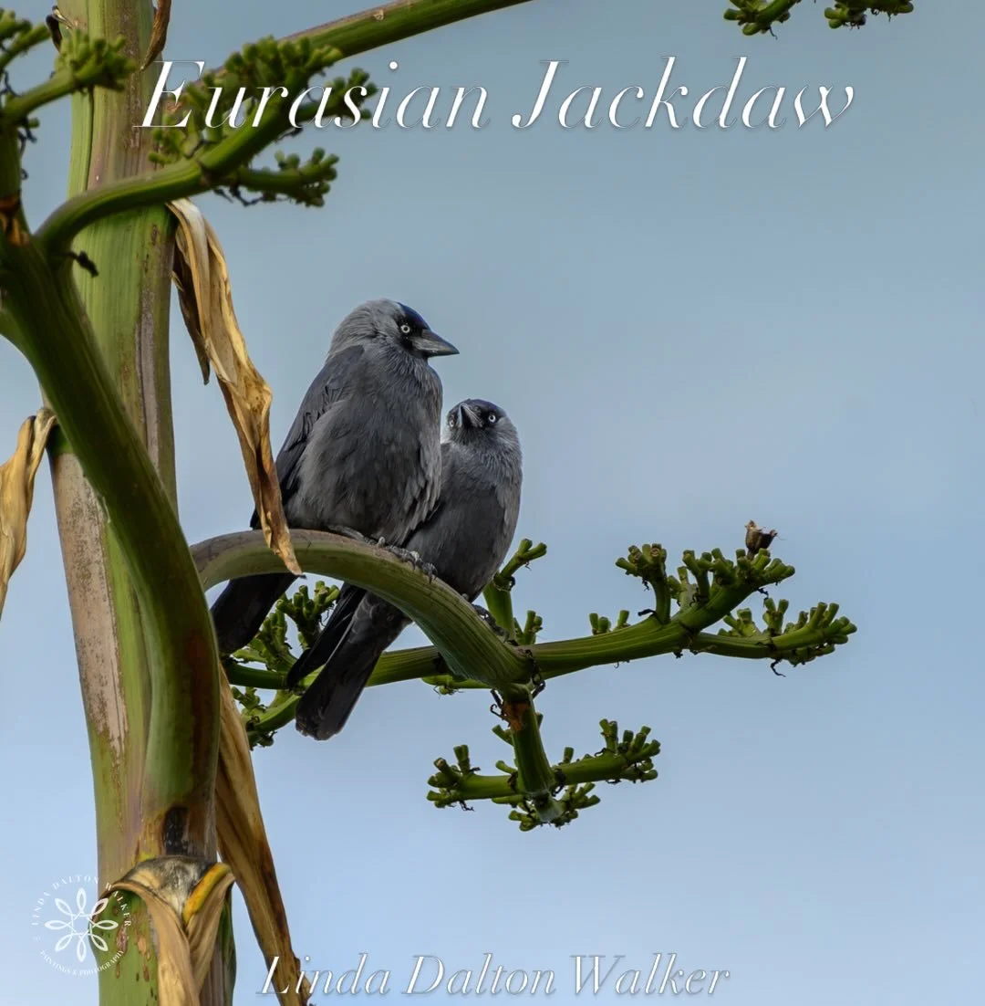 Eurasian Jackdaw. From Sicily, Italy. This pair was hanging around the Valley of the Temples. 
..
..
#italy #birdsofitaly  #birds