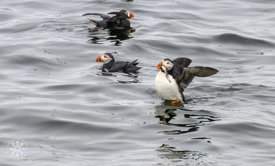 Atlantic Puffin Capturing Fish