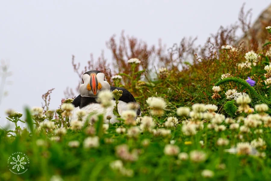 Atlantic Puffin Nesting