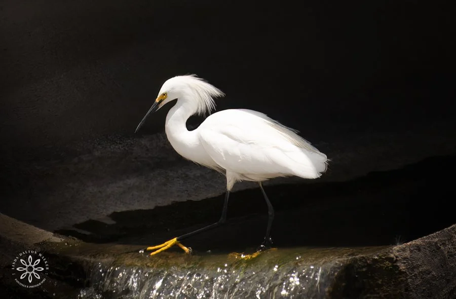 Snowy Egret Black Abyss, Farmington Bay, Photographer Linda Dalton Walker