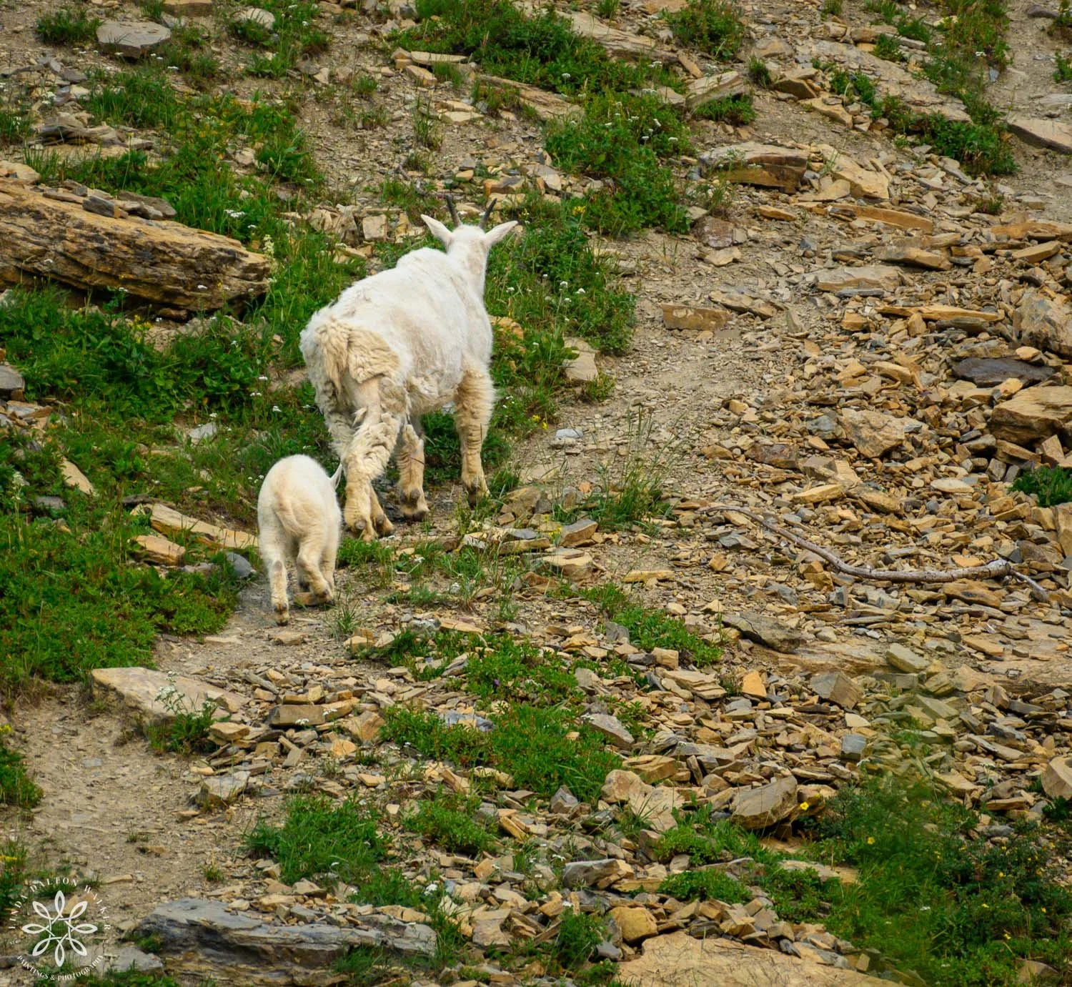 Fine art photograph of a mother mountain goat and kid on a golden hill in Glacier National Park