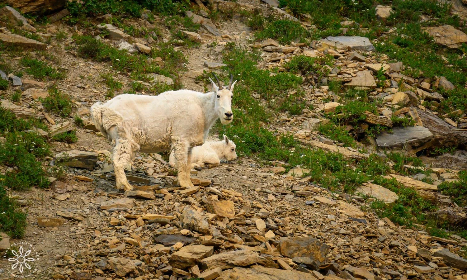 Fine art photograph of a mother mountain goat and kid on a golden hill in Glacier National Park