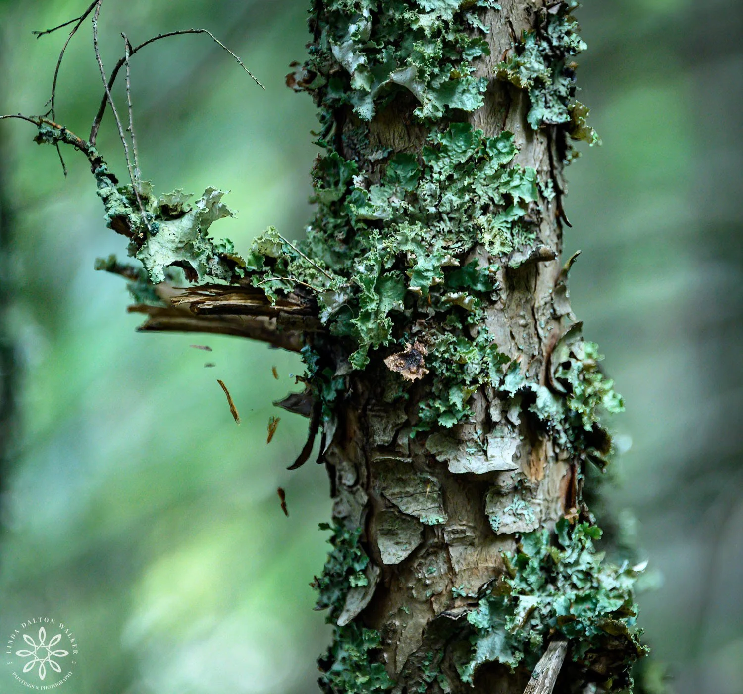 Moss on tree in Glacier National Park, Fine Art Photography