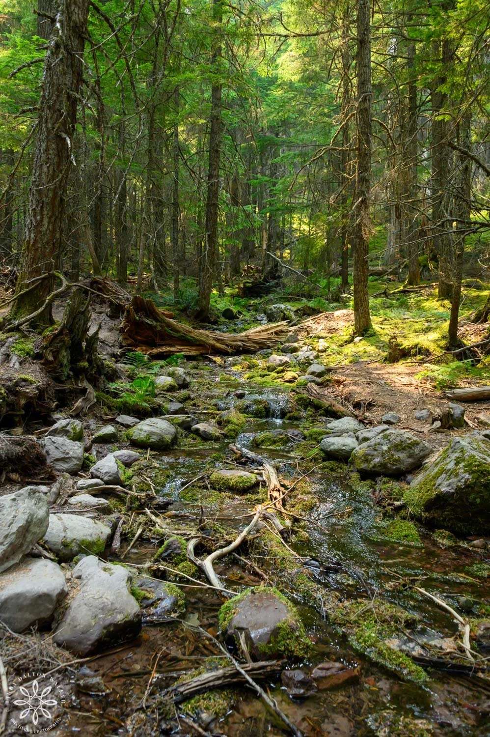 Spring through the trees, Avalanche hike in Glacier National Park
