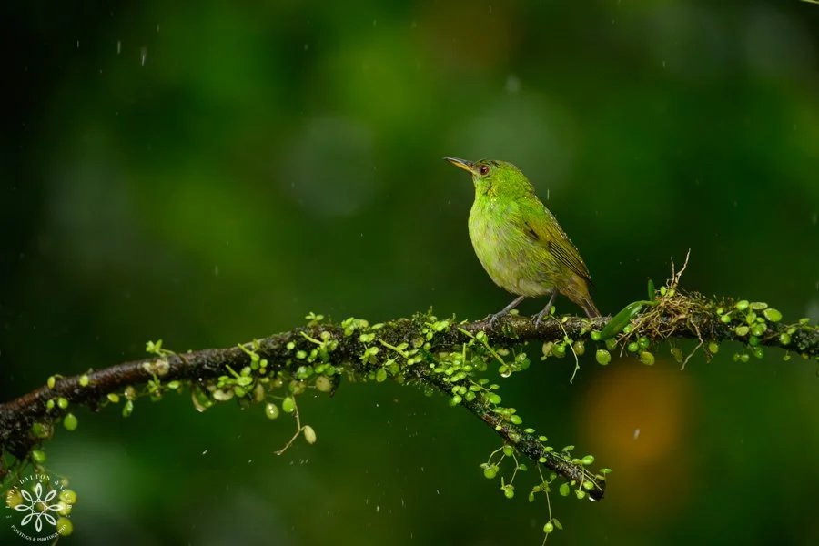Green Honeycreeper, female, Ghlorophanes spiza, Costa Rica