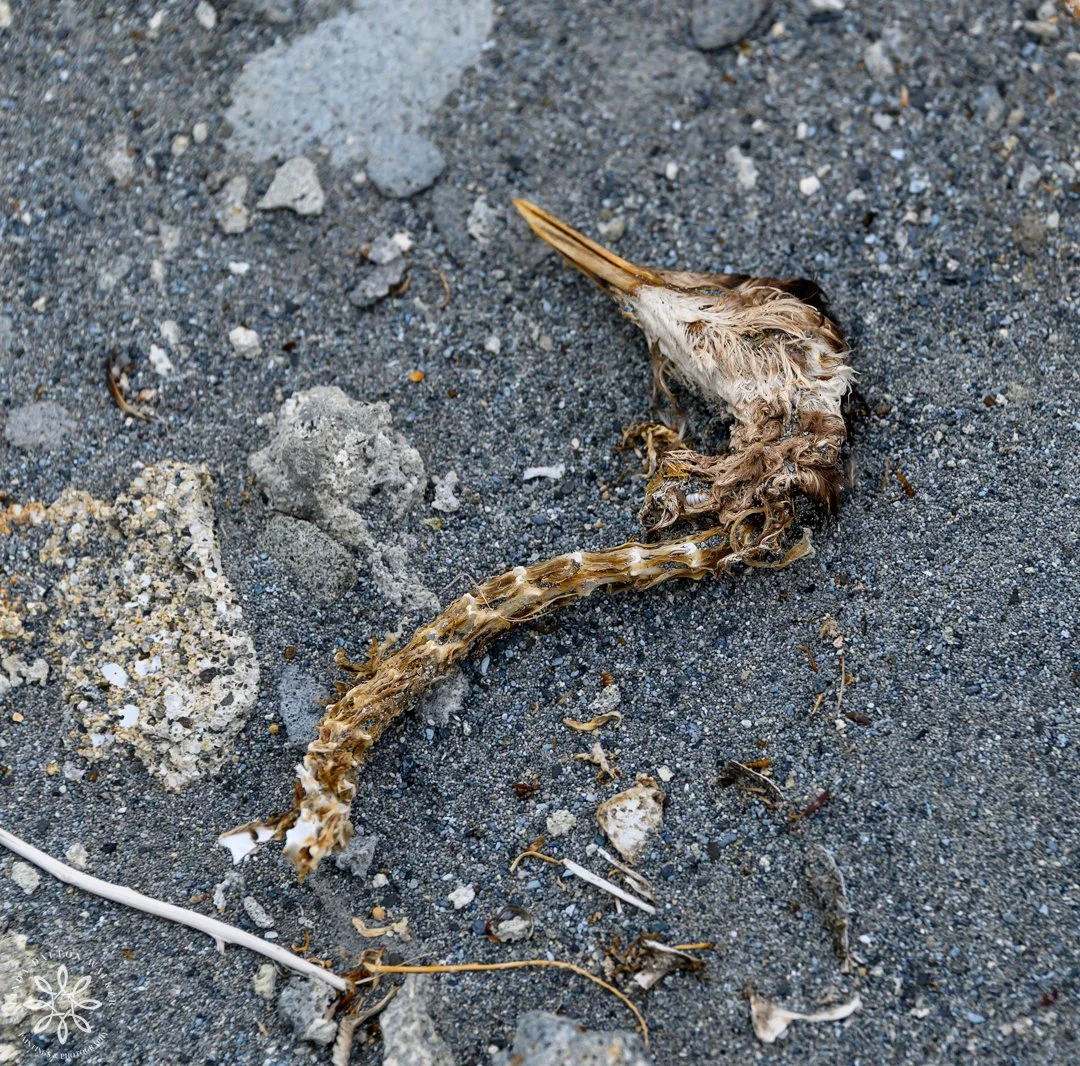 Dead grebe's head laying in rocky shore