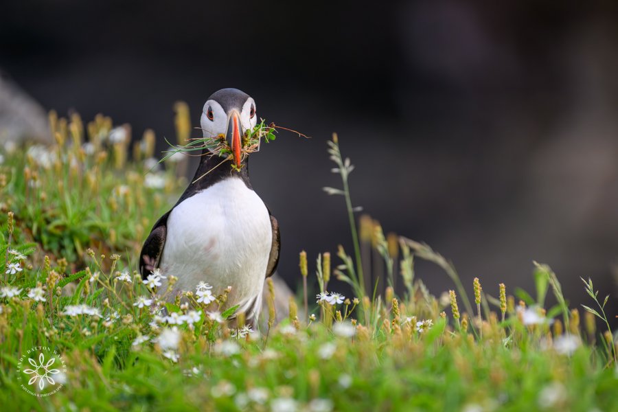 Atlantic puffin from newfoundland standing with grasses in its bill.